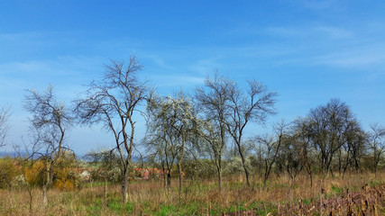 tree in the field