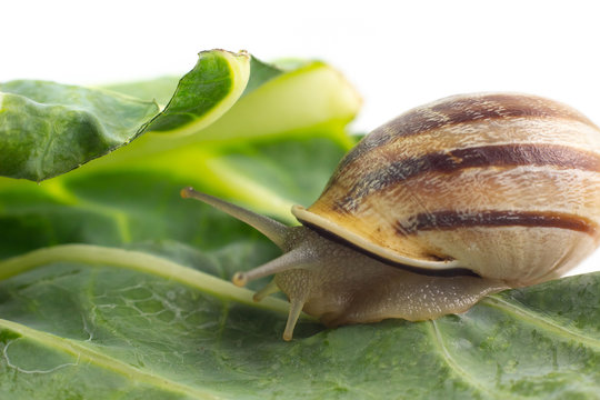 Chiocciola su foglia 