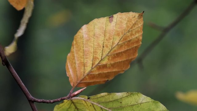 All the shades of Autumn show through as leaves change colour in woodland in Worcestershire, UK and blow in the seasonal wind.