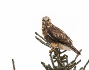 Hawk