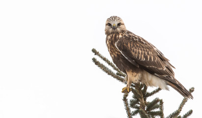 Hawk