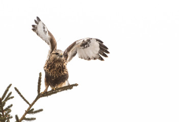 Hawk