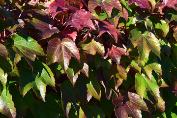autumn multicolored hedera helix climbing on a concrete wall, colorful leaves of ivy in fall