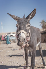 Verr&uuml;ckter Esel