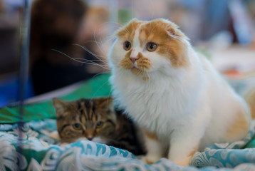 Cats portraits on bright backgrounds