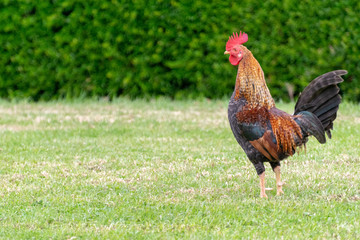 cock on the grass