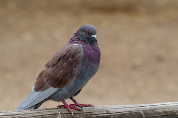 Beautiful Pidgin 