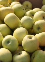 very tasty,wholesome apples