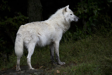 Fototapeta premium Loup arctique