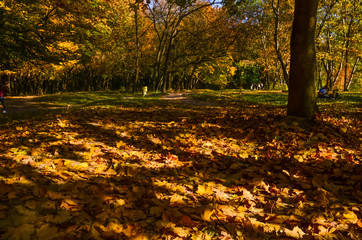 City park in the sunny day in the autumn season