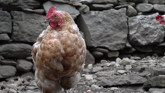 Galline nel pollaio