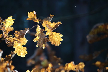 tree, autumn, nature, flower, leaf, spring, leaves, plant, branch, fall, yellow, blossom, season, white, green, sky, 