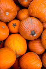 Harvest pumpkin rice straw background..