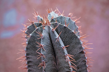 Closeup Astrophytum cactus texture background