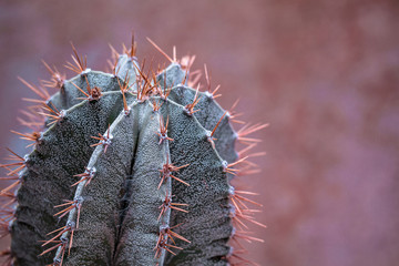 Closeup Astrophytum cactus texture background