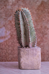 Large cactus in cocncrete pot. Astrophytum plants