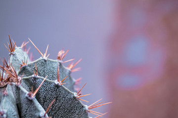 Closeup Astrophytum cactus texture background