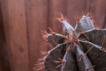 Closeup Astrophytum cactus texture background