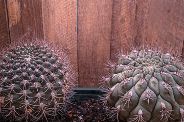 two large round Cactus in pot. Cactus plants