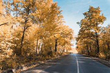 autumn golden trees and country asphalt road