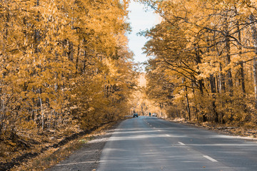 Obraz premium autumn golden trees and country asphalt road