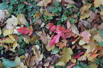 Кленовые листья