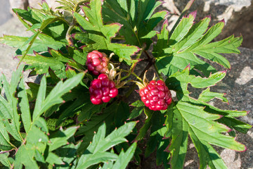 rote Brombeeren an einem Strauch auf Steinen in Nahaufnahme.