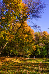 Naklejka premium City park in the sunny day in the autumn season
