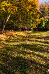 City park in the sunny day in the autumn season