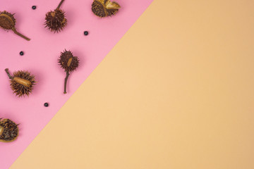 Autumnal banner. Composition of chestnuts on pink and ocher background. Autumn concept.  Copy space.