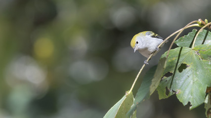 Migrating juvenile Chestnut-sided warbler perched in a maple tree in Golden Gate Park. Some leaves starting to turn fall yellow.