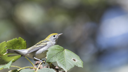 Migrating juvenile Chestnut-sided warbler perched in a maple tree in Golden Gate Park. Some leaves starting to turn fall yellow.