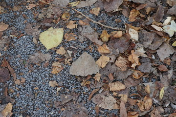 Bunte herbstliche Blätter
