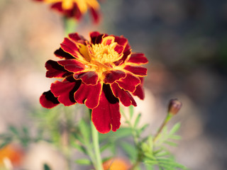 Tagetes