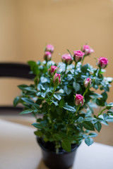 pot with pink roses are on the table