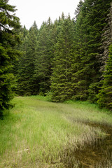 Dramatic forest landscape. Hiking trail in the forest of Durmitor National Park.