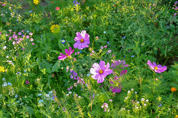 flowers in the garden,wer on background of green grass,closeup, field, floral, close-up, chamomile,...