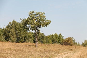 tree 