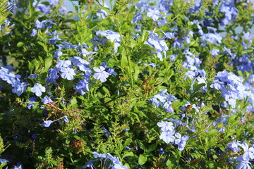 Plumbago auriculata Plumbaginaceae