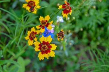 yellow flowers in the garden,wer on background of green grass,closeup, field, floral, close-up, chamomile, meadow