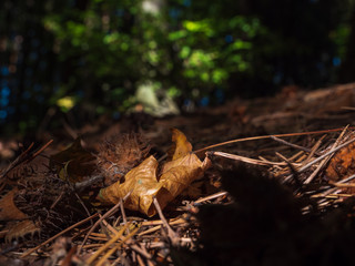 Forest leaves at the ground as a close up