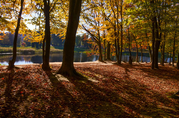 City park in the sunny day in the autumn season