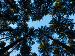 Towering trees, as seen from ground level