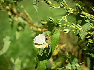 Colourful ochlodes butterflies engaged in a vibrant sexual ritual 