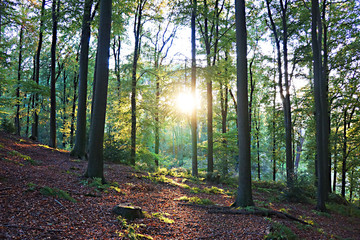 Obraz premium Wald , Sonne im Gegenlicht