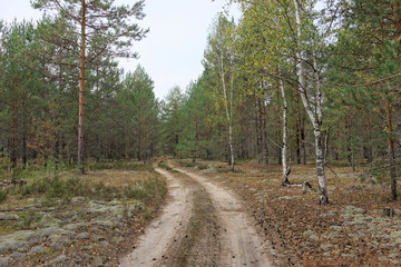 Forest country road in autumn creates an autumn mood.