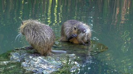 Water animal,water, animal, nature, mammal, funny, wild, wildlife, summer