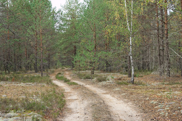 Obraz premium Forest country road in autumn creates an autumn mood.