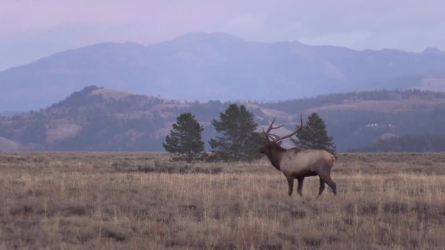 Bull elk in Meadow During the Fall Rut