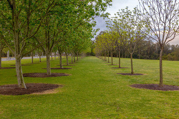 Row of trees at Bicenenrial Park in Sydney. Spring.